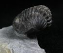 Rare Eifel Geesops Trilobite - Germany #27435-7